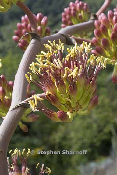 agave colorata 5 graphic